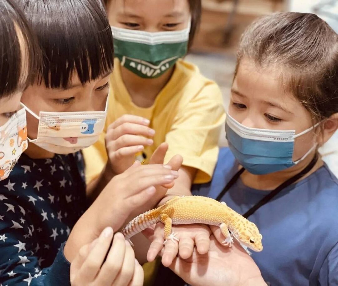 甲蟲｜爬蟲玩創意  2小時親子動物手做課：圖片 14