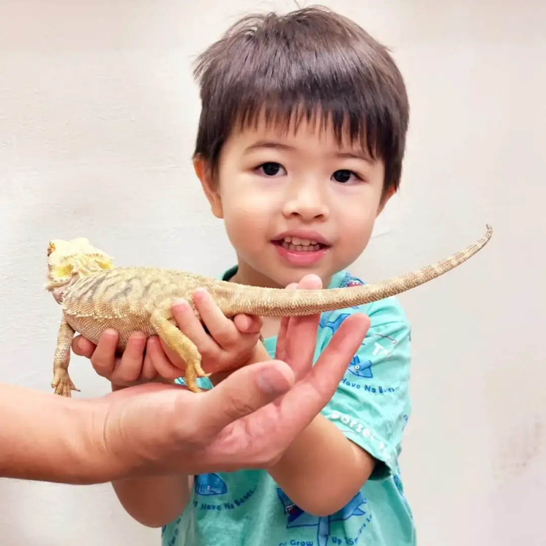 甲蟲｜爬蟲玩創意  2小時親子動物手做課：圖片 6